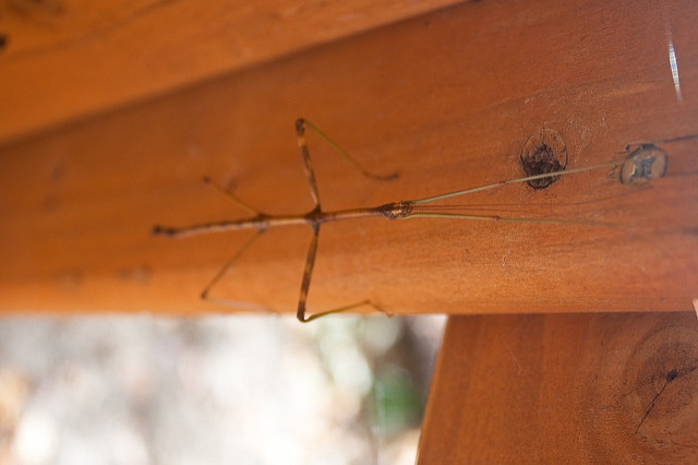 Walking Stick Insect