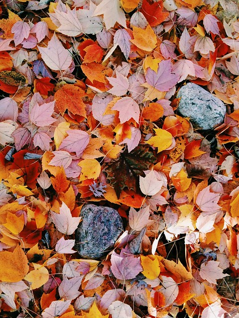 Tree Identification with Kids via The Risky Kids