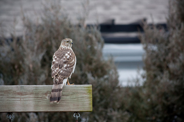 Hawk Great Backyard Bird Count