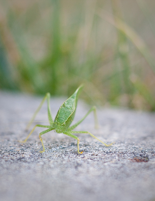 Katydid6 meets IRL Katydid