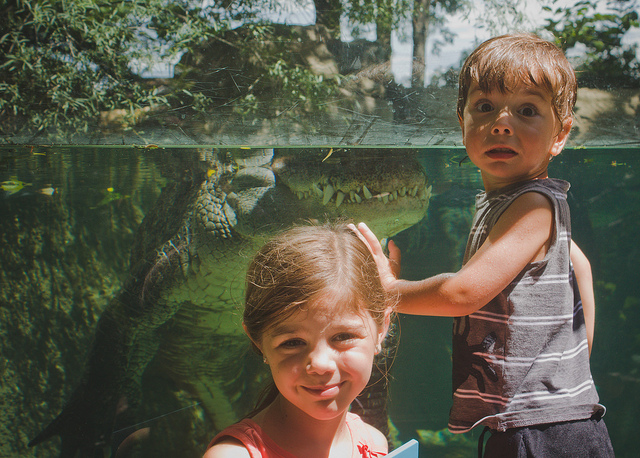 Crocodile Snacks