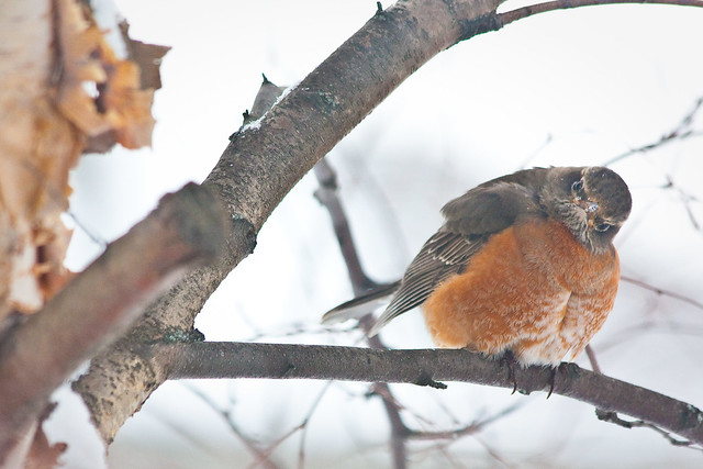 Robin Great Backyard Bird Count