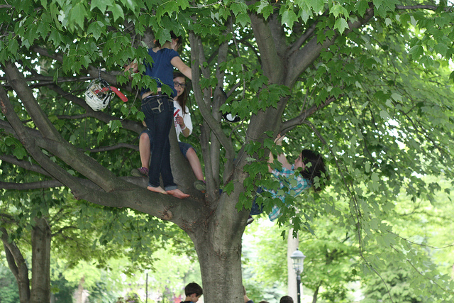 Kids Climbing Trees
