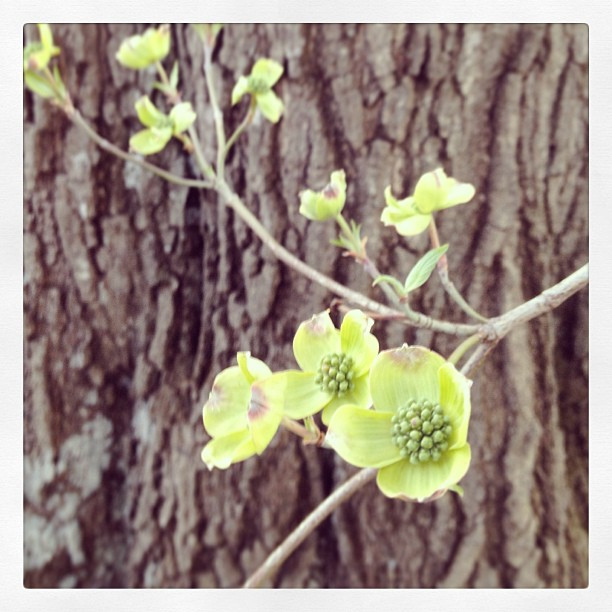 Dogwood blossoms