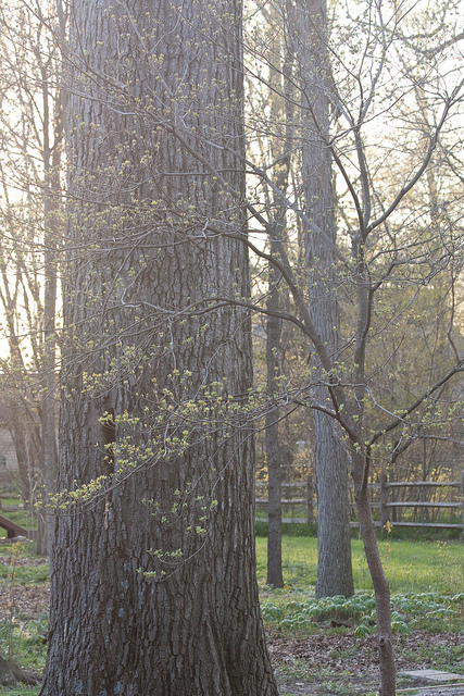 Mighty oak and dogwood